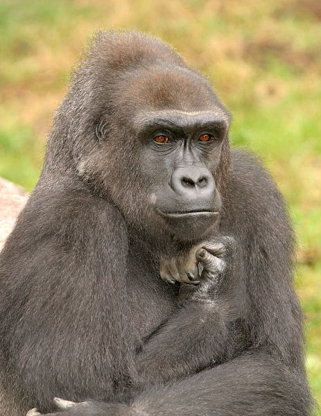 ape thinking